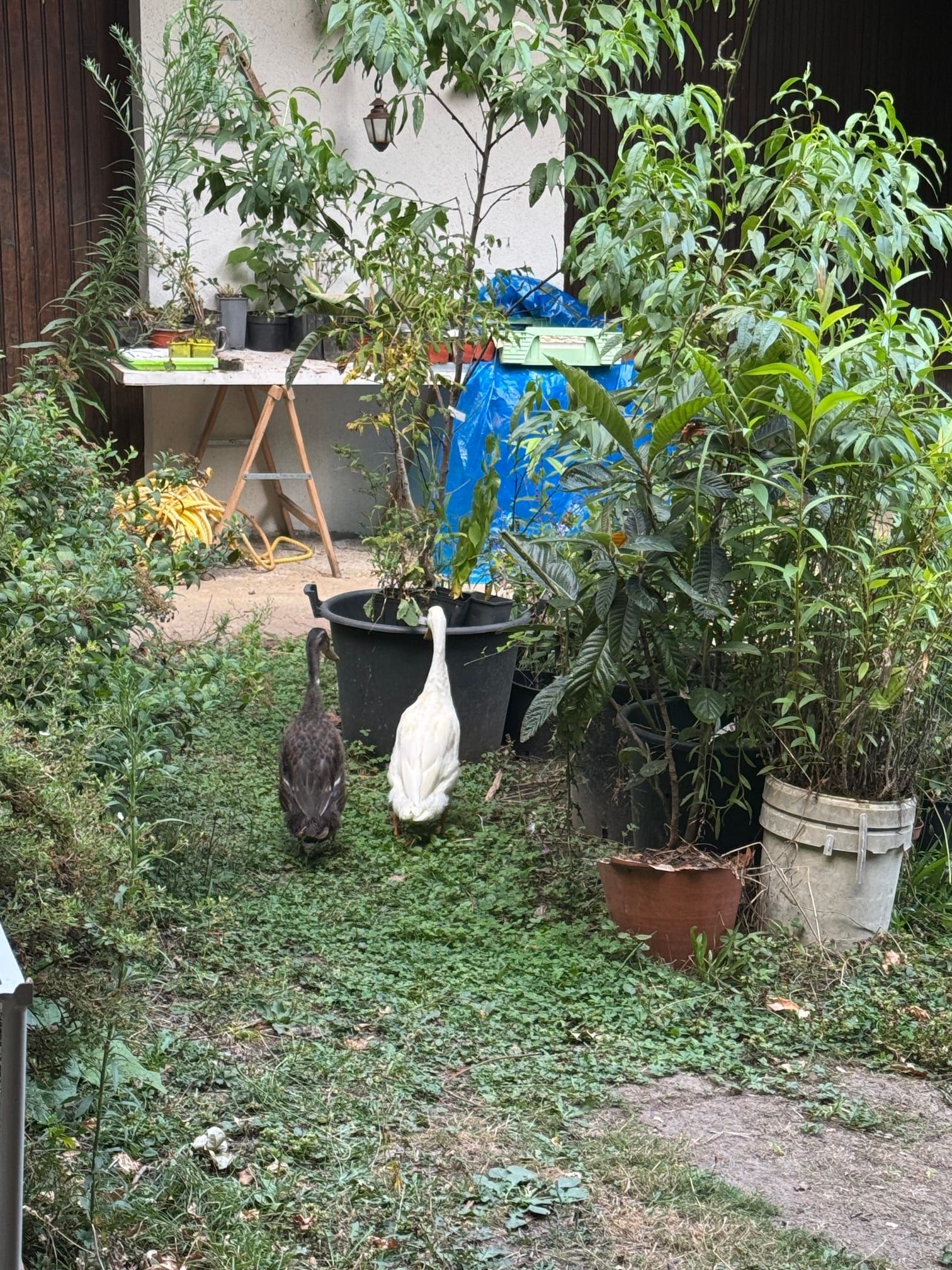 Les deux canards résidents, dans la cour d’accès du gîte