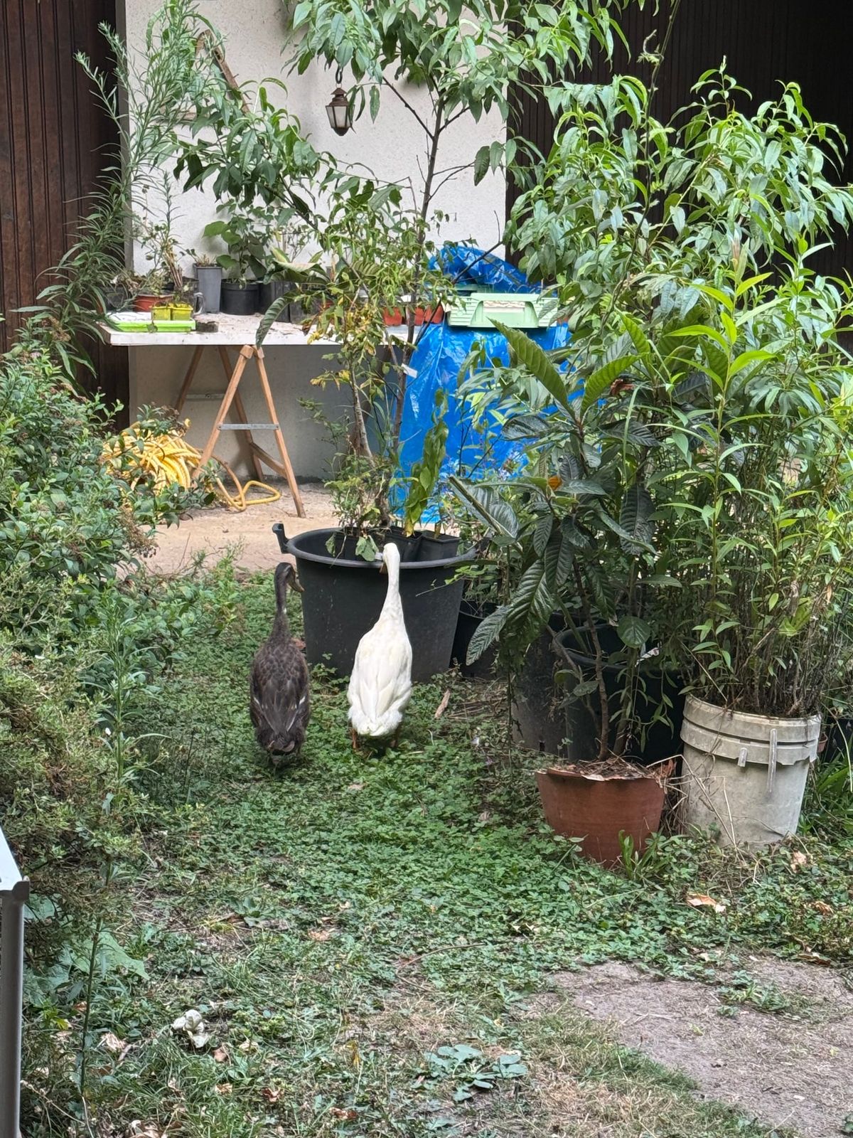 Les deux canards résidents, dans la cour d’accès du gîte